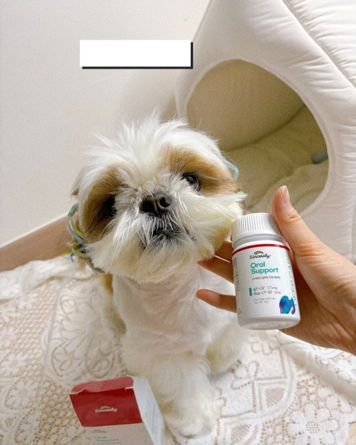 atto_shihtzu_ 게시물 이미지: 헷⭐️나 곰돌이 아토🧸
신시어리 딥케어 오랄써포트 체험단 박탈됐당
👉 하루...