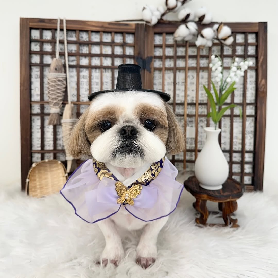 Photo by 아토 | 곰돌이 ATTO on September 21, 2025. May be an image of Pekinese, Maltese, bowler hat, bowtie and text.