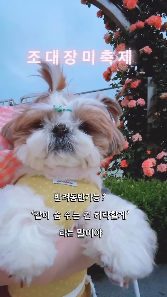 atto_shihtzu_ 게시물 이미지: 🌹
장미는 활짝💐아토는 우울무륵…🥹
띠띠하고 싶었는데 안고만 있었뎌여😥
‘동반...