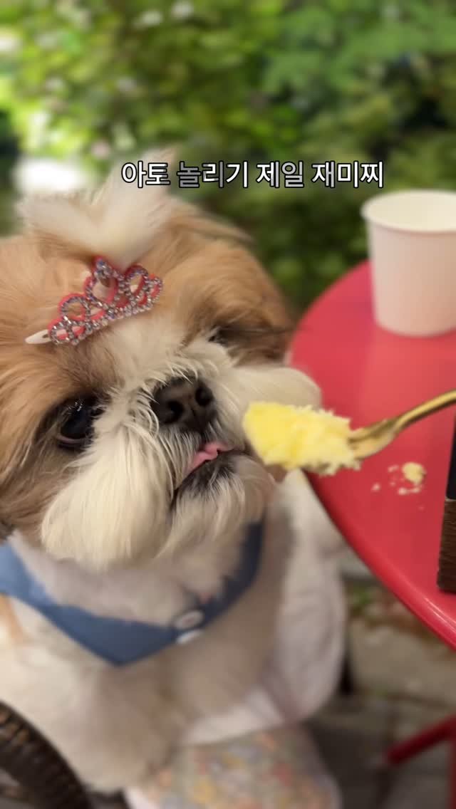 atto_shihtzu_ 게시물 이미지: 🫶
#아토놀리기
#제일재밌어
#제일사랑해
#치즈케이크🧀
#엄마만 먹어서...