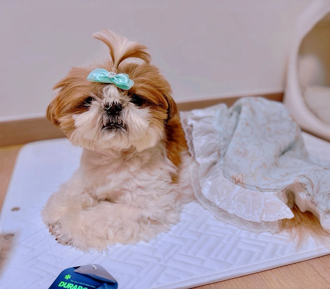 Photo shared by 아토 | 곰돌이 ATTO on June 11, 2025 tagging @chocopethouse, and @dogteuk_crew. May be an image of Pekinese, cocker spaniel, Maltese and text.