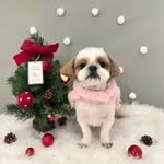 atto_shihtzu_ 인스타그램 프로필 사진