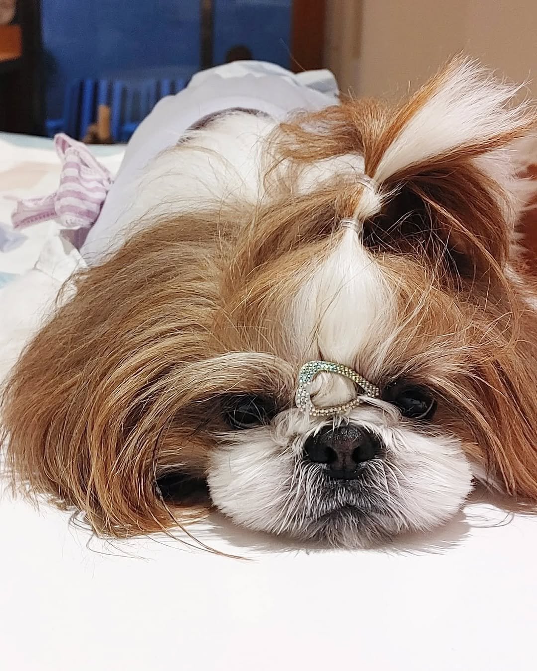 atto_shihtzu_ 게시물 이미지: 귀엽츄😘
-
-
-
-
-
#시츄 #시츄는사랑입니다 #시츄스타그램 #댕댕이 #반려견...