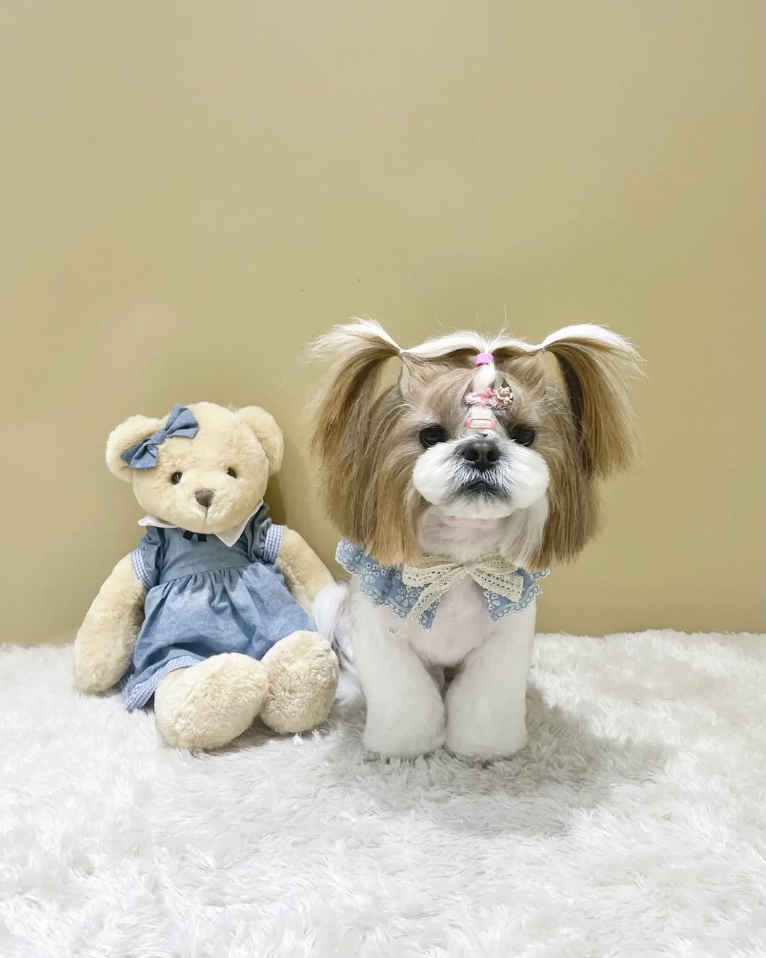 atto_shihtzu_ 게시물 이미지: 💗
-
늦은 아토의 미용사진🐶
너모너무 이뿌죵😍
우래기 묭받느라 고생해쪙😘

예뿌게...