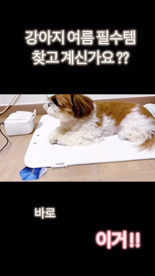 atto_shihtzu_ 게시물 이미지: 🧊
#제품제공 ( @chocopethouse )

나 이제 안 더오~
왜냐면 내...