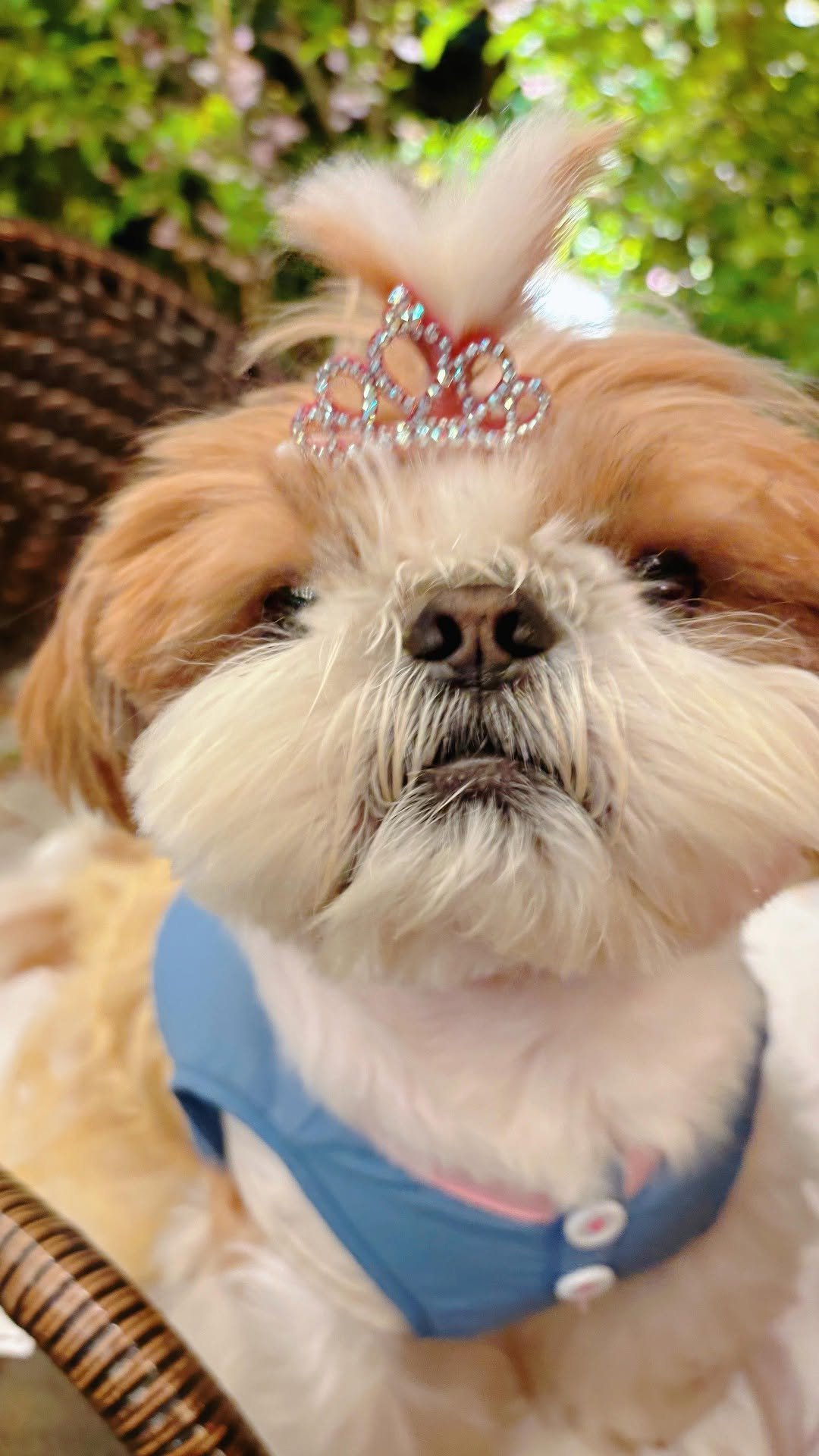 atto_shihtzu_ 게시물 이미지: 🫶
#만월 #광주만월
#쉬는타임🎶 #먹츄
#고위드테일 #개먹방 #마시쪄❤️...