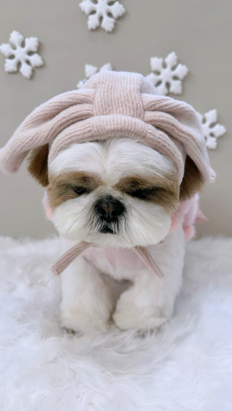 atto_shihtzu_ 게시물 이미지: 🫶
#나의강아지
미용사진 드뎌 받아따
#송댕송댕 #금손선생님 #감사해요❤️...