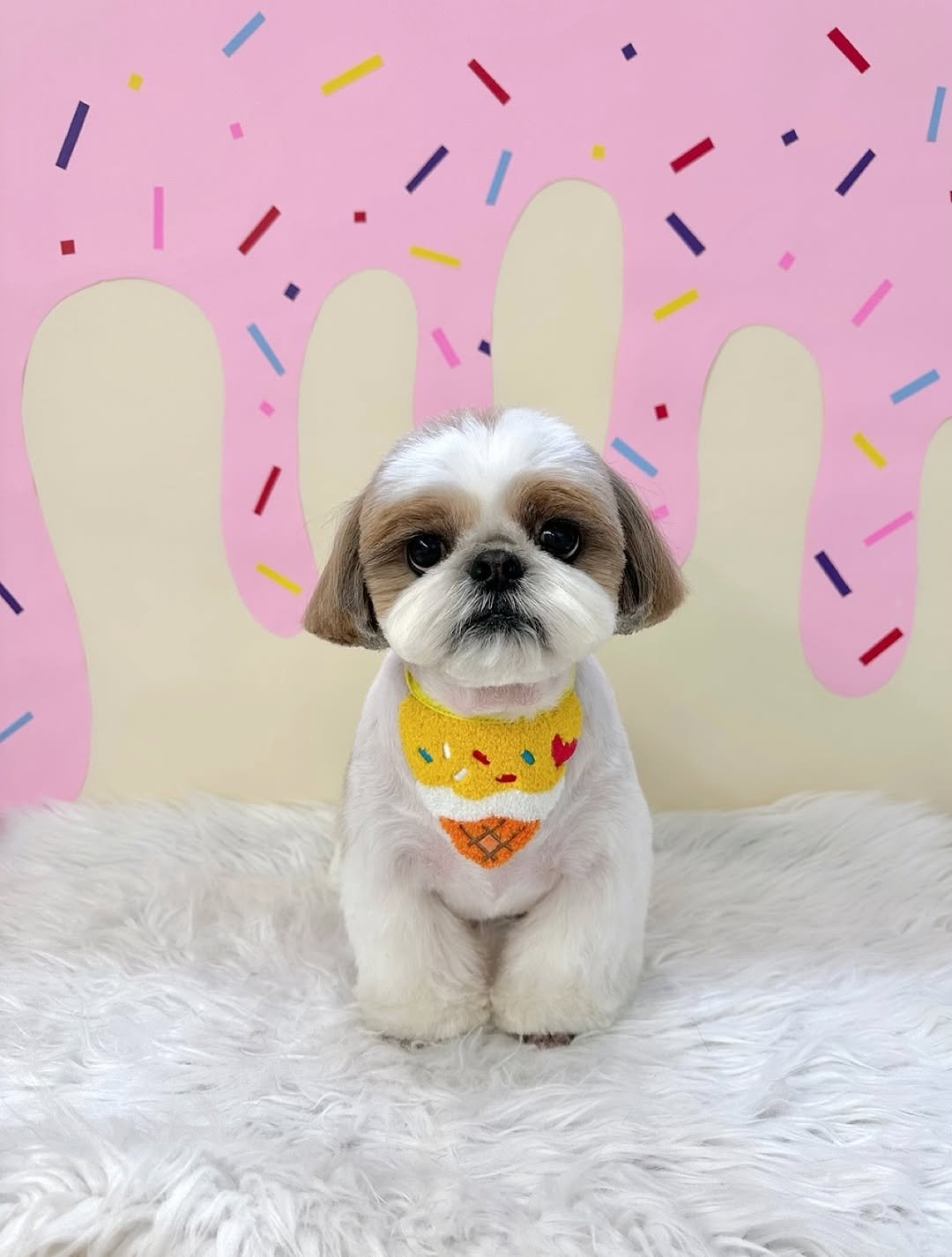 Photo by 아토 | 곰돌이 ATTO on August 13, 2025. May be an image of dog and text.