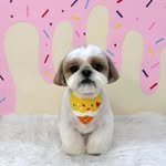 atto_shihtzu_ 인스타그램 프로필 사진
