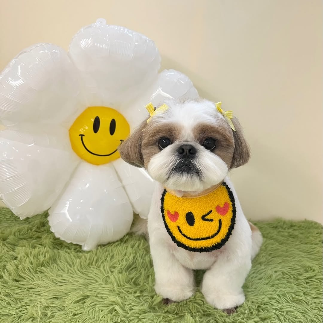 atto_shihtzu_ 게시물 이미지: 🧸

곰돌이 아토💛

#shihtzu #sihtzulovers...