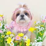 atto_shihtzu_ 인스타그램 프로필 사진