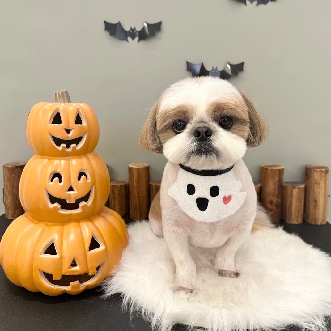 atto_shihtzu_ 게시물 이미지: #기록하기✔️ 

아토는 잘 있어요!
예쁜사진 많이 찍어주고싶은데
현재 제 몸상태가...
