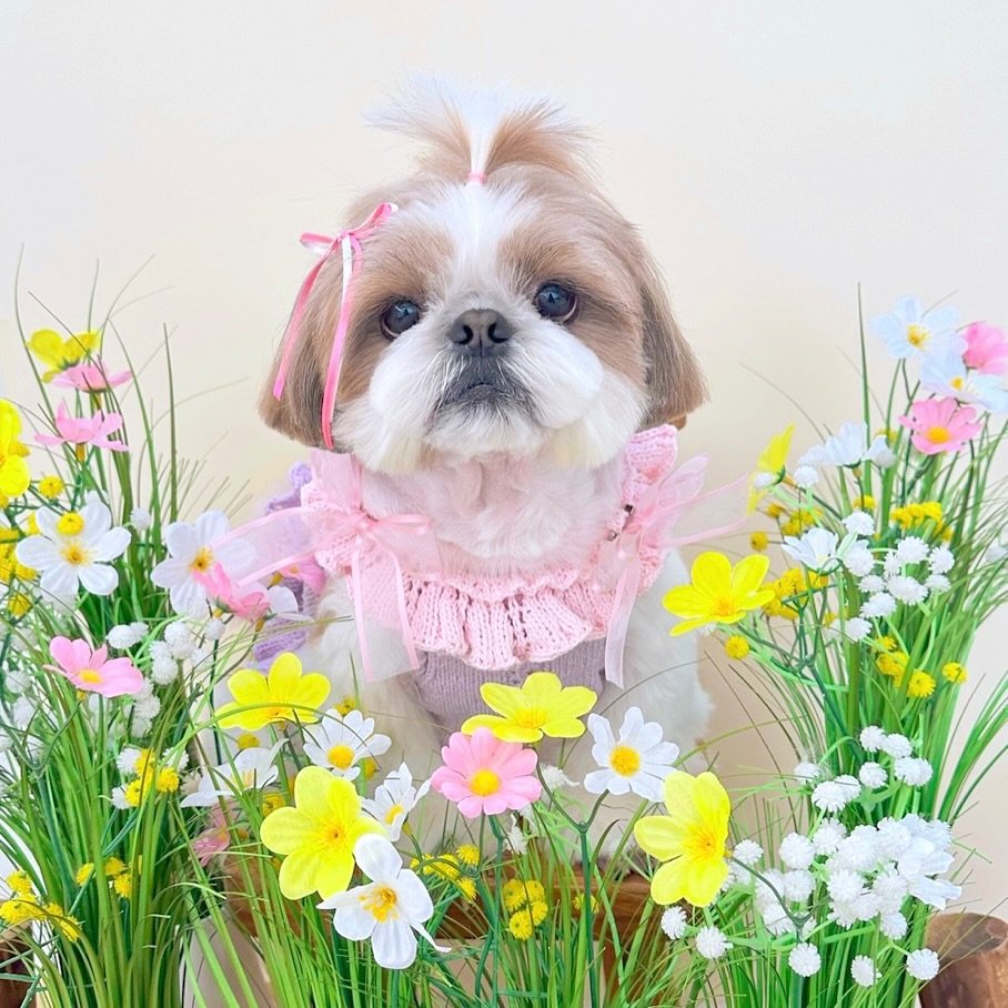 atto_shihtzu_ 게시물 이미지: 🫶

네…? 방금 꽃 사이에서 뭐가 지나갔다구요…?
그건 바로… 꽃보다...
