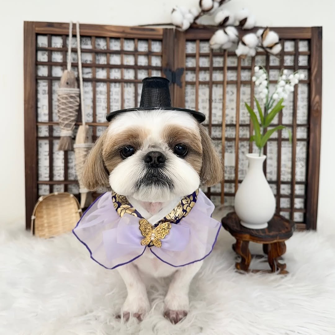 atto_shihtzu_ 게시물 이미지: 🧸

#기록남기기✏️ 
#송댕송댕 
#시츄미용스타일 
#곰돌이컷
#곰돌이인형🐻...