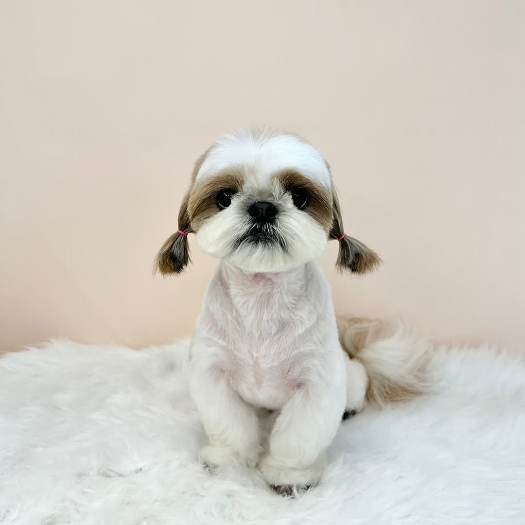 atto_shihtzu_ 게시물 이미지: -

언제미용한걸올리는건데

#기록남기기✏️ 
#아토보고싶다...