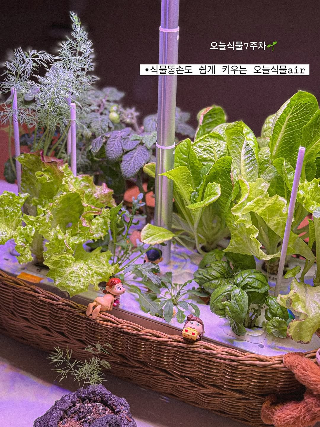 Photo shared by 니맘캠핑 on April 23, 2026 tagging @oneul_sikmul. May be an image of chard, seedlings, herb, seedling and text that says '오늘식물7주차 주차 ·식물똥손도 쉽게 키우는 오늘식물air'.