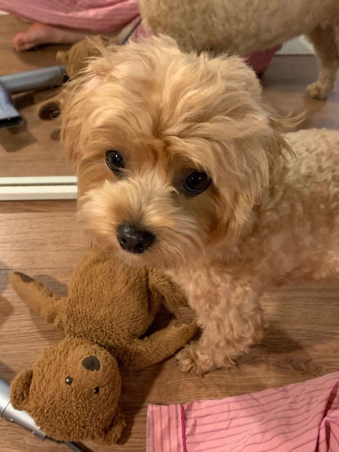 Photo by 영아 on January 31, 2026. May be an image of cocker spaniel, toy and text.