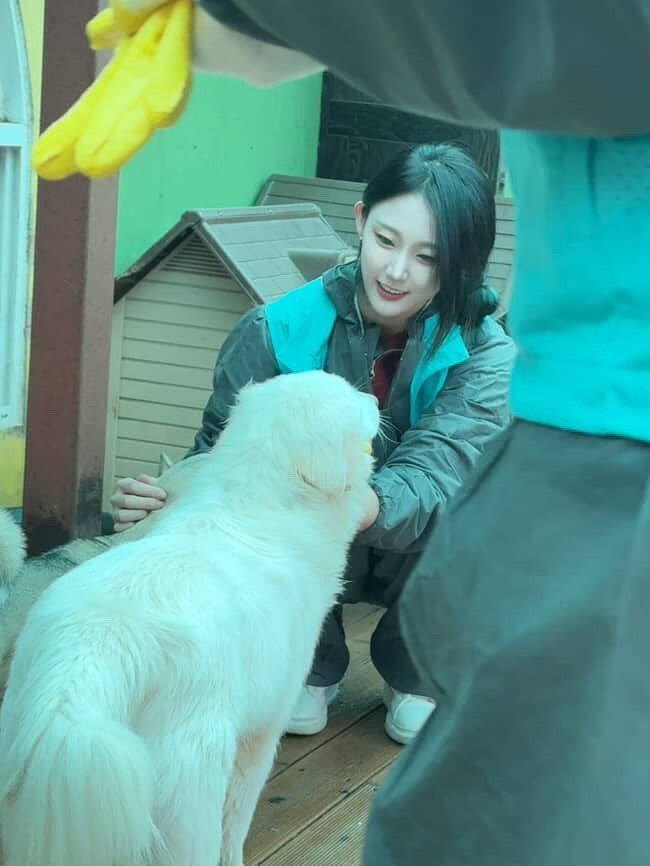 Photo by 고경 on October 27, 2025. May be an image of Great Pyrenees, Pekinese and text.