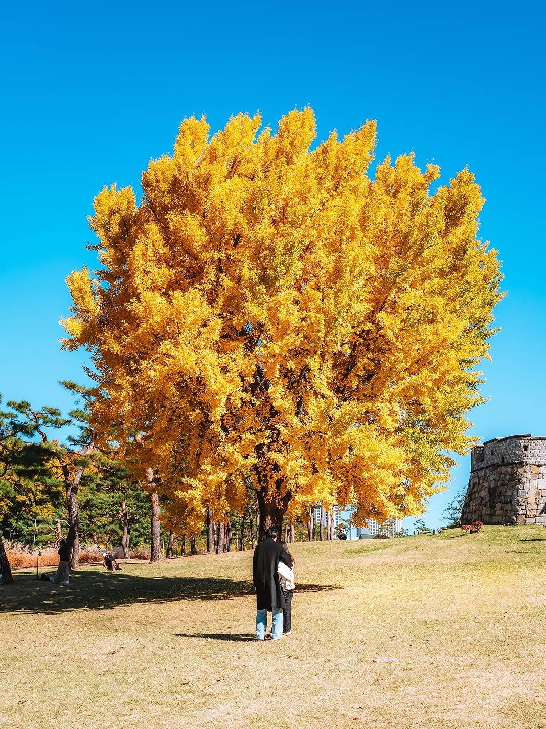 Photo shared by 빈백 | CHANG SU, OH on November 10, 2025 tagging @suwon_city. May be an image of maple leaves, tree and text.