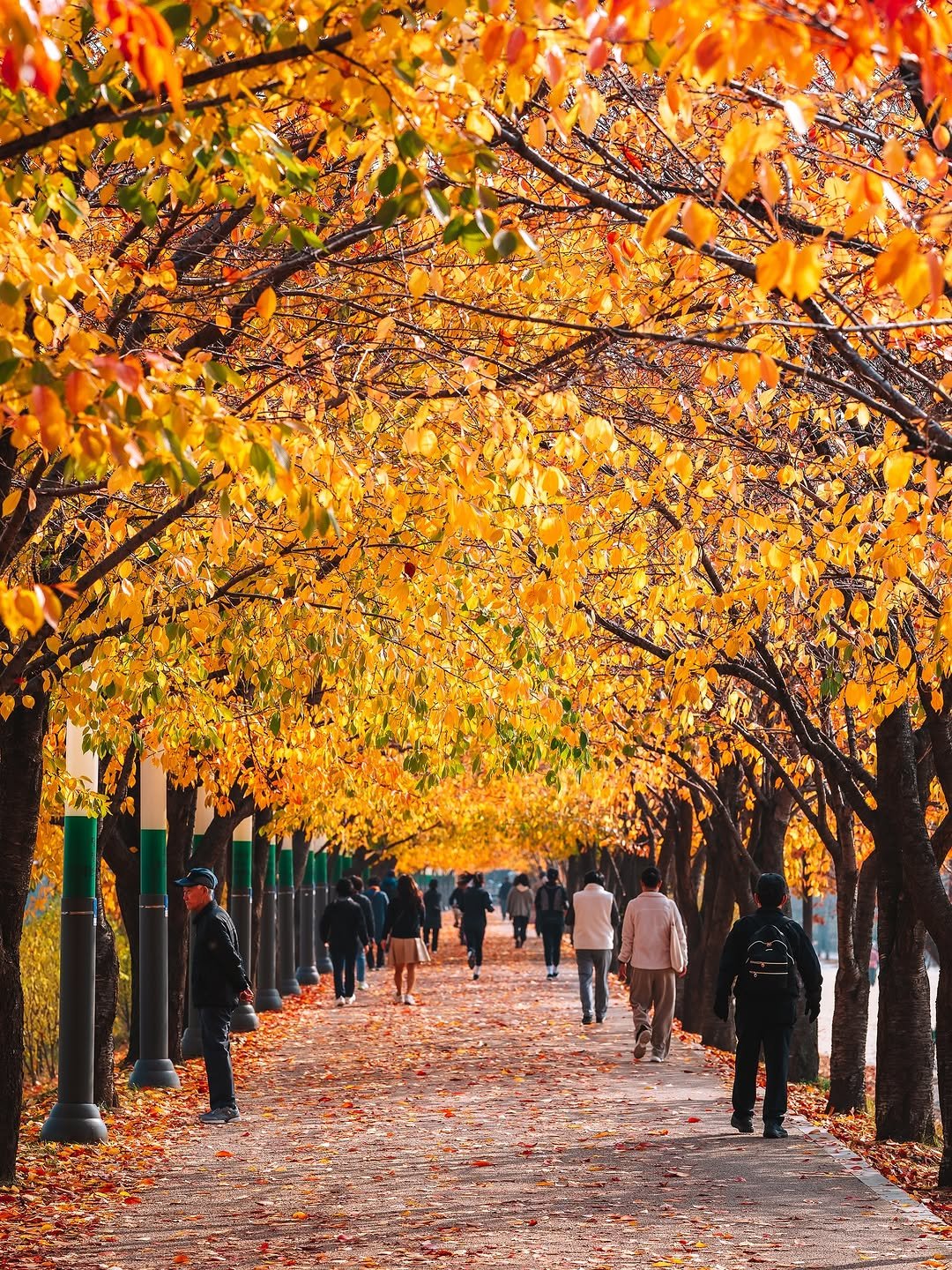 Photo shared by 빈백 | CHANG SU, OH on November 12, 2025 tagging @sonykorea, @suwon_city, @sonyalpha, @gyeonggi_tour, and @gyeonggi__official. May be an image of maple leaves, park and text.