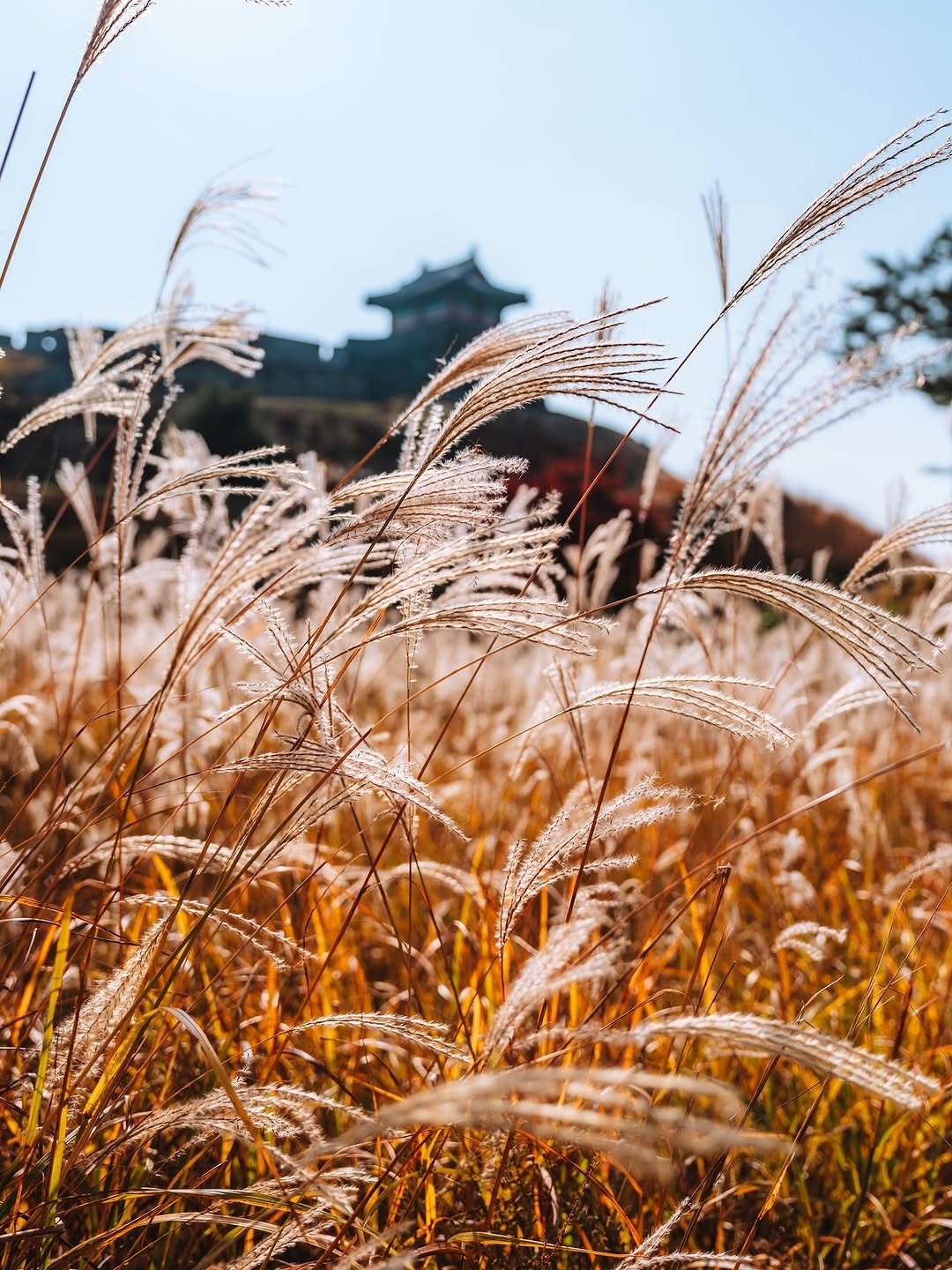 Photo shared by 빈백 | CHANG SU, OH on November 08, 2025 tagging @trazy_korea, @sonykorea, @suwon_city, @gyeonggi_tour, and @gyeonggi__official. May be an image of text.