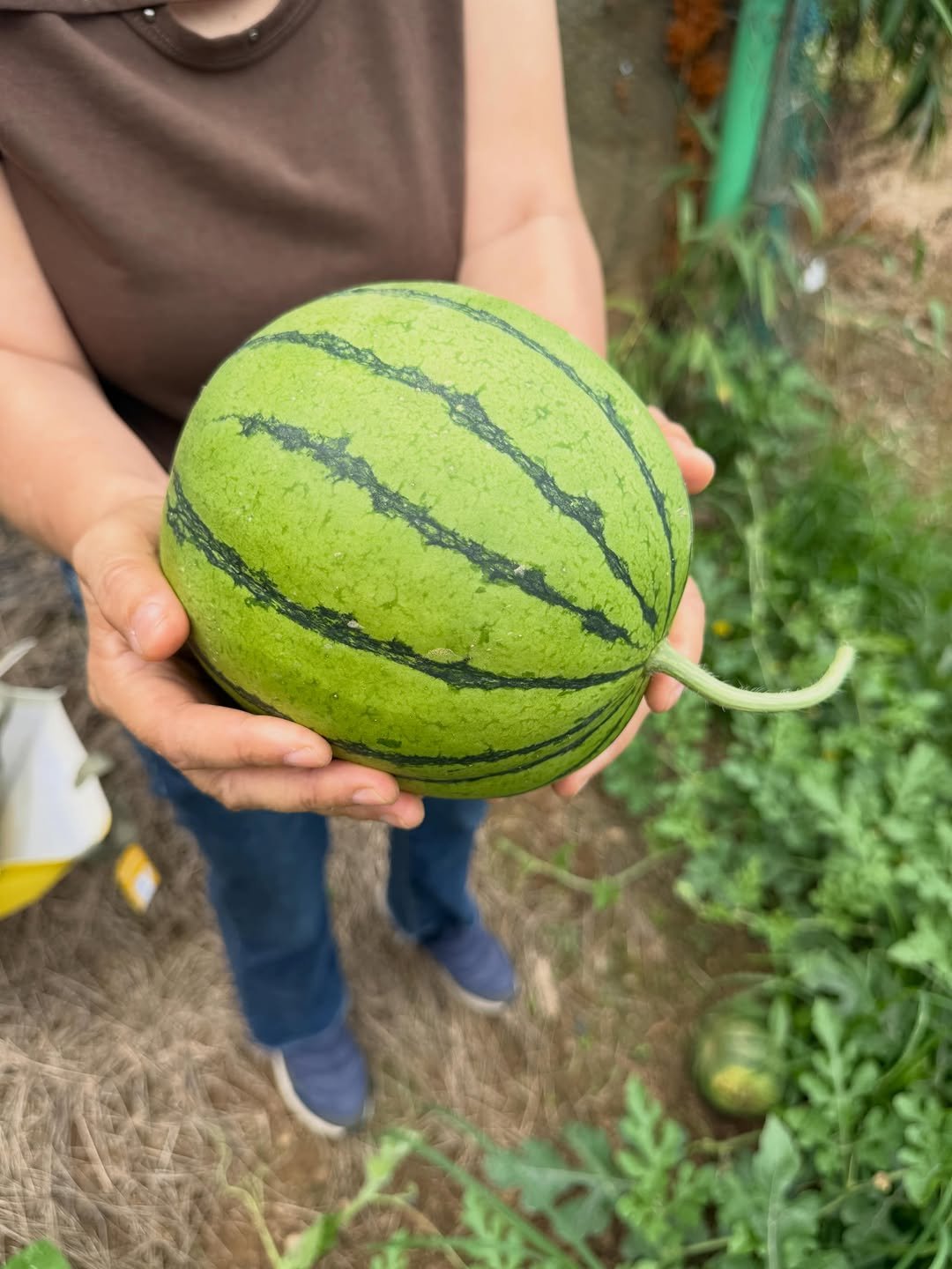b_nnnnn 게시물 이미지: 엄마랑 우리 밭에서 #애플수박🍉 수확 ^^ 💗 
유기농 약 안치고 80개 정도...