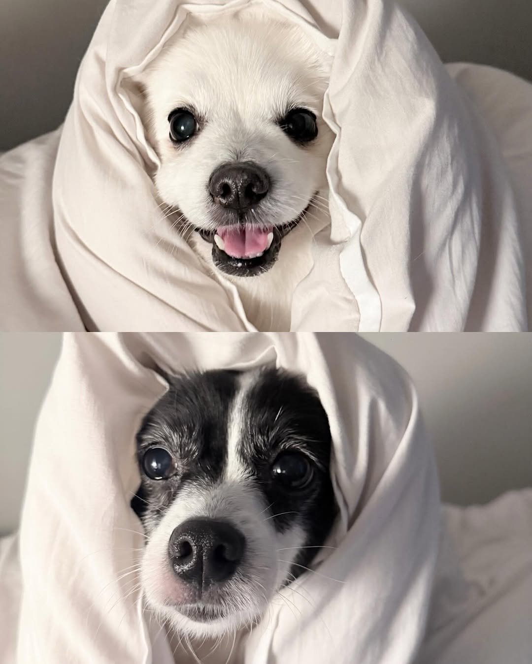 Photo by Bada Lee 바다 on March 23, 2026. May be an image of chihuahua and text.