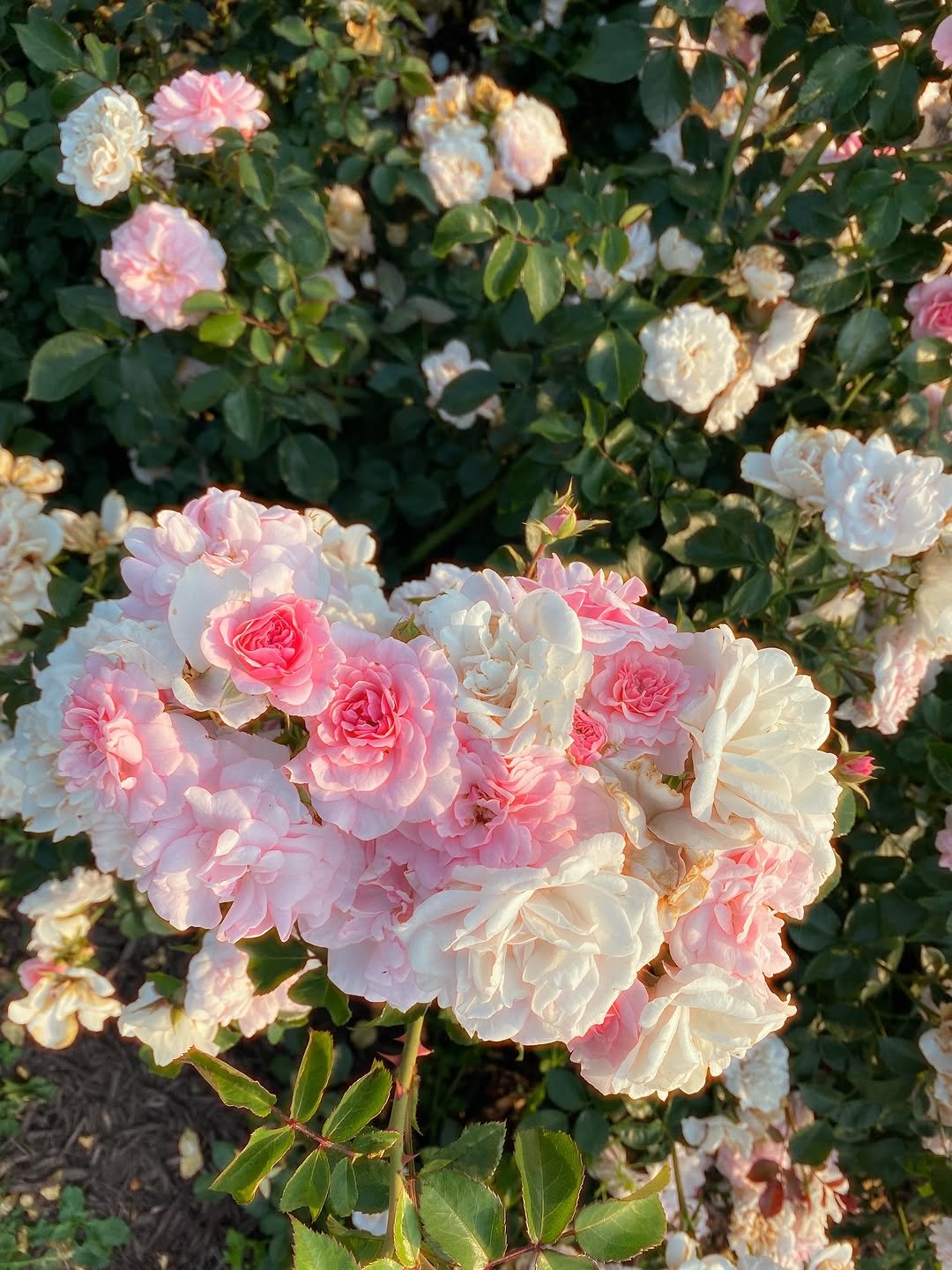 Photo by 제이슨 | Jason K. on July 13, 2025. May be an image of rose and text.