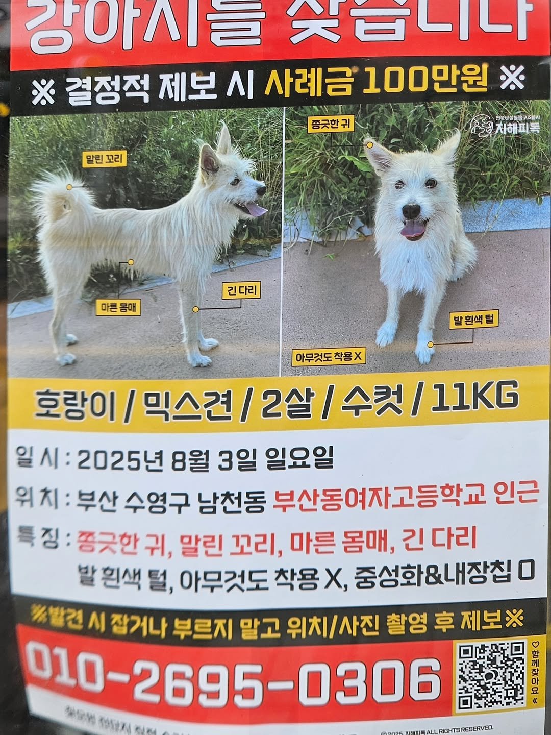 Photo by 배달배 on August 06, 2025. May be an image of collie, Groenendael, poster and text that says '강아시을 天召Lルト ※ 결정적 제보 시 사례금 100만원 ※ 말린꼬리 말린 꼬리 폼긋한귀 귀모산동분구조표회 지해피독 마른 마른몸매 몸매 긴다리 발 발흰색될 아무것도 착용X 호랑이 믹스견 2살/ 수컷 /11KG 일 일시: 2025년 8월 3일 일요일 위치: 부산 수영구 남천동 부산동여자고등학교 인근 특징: 중긋한귀, 귀, 말린 꼬리, 마른 몸매, 긴 다리 발 흰색 털, 아무것도 착용X 중성화&내장칩 ※발견 시 잡거나 부르지 말고 위치/사진 촬영 후 제보※ L0-2695-0306 Sesew SOS27 LDGUSRESERVED'.