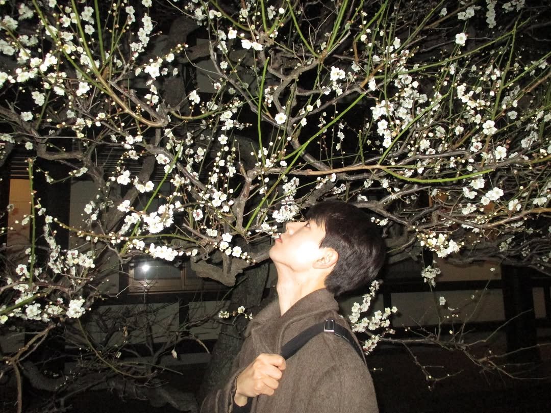 Photo by 배현성 on March 16, 2026. May be an image of stone-fruit tree and text.