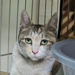 cat_story_kr 프로필 사진