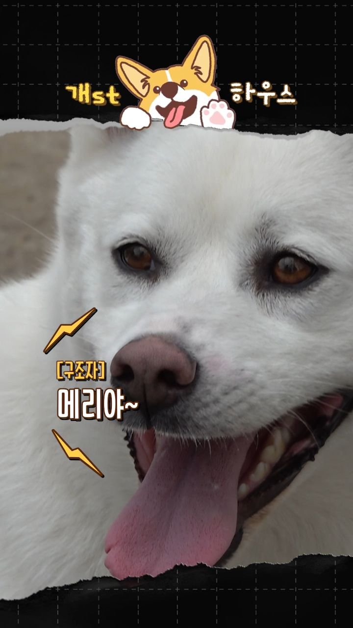 bang.gok 게시물 이미지: 이 영상이 백구 메리에게 소중한
입양길을 열어주길 바랍니다💕
✔ 사랑이 열어준...