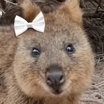 speedy_quokka 프로필 사진