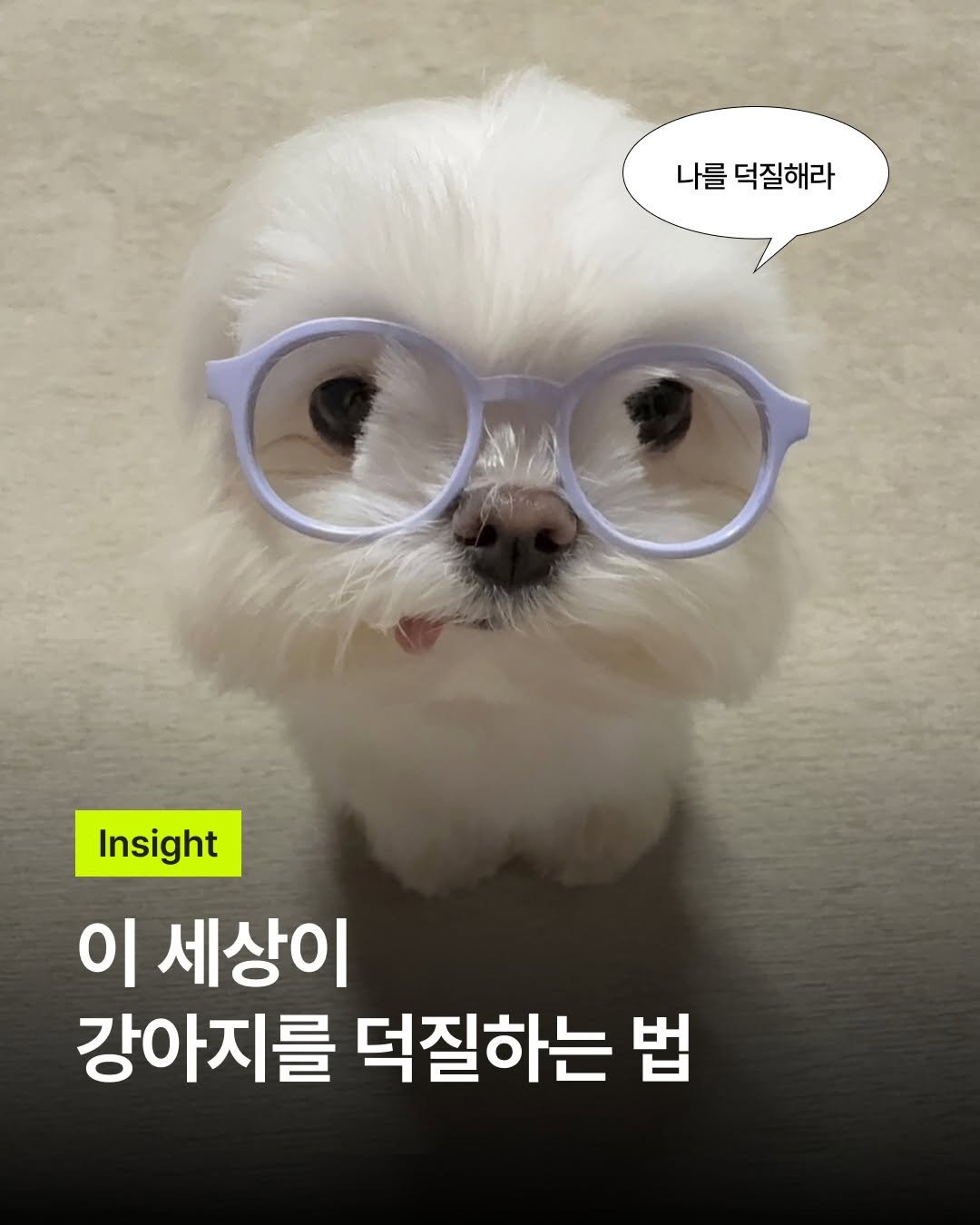 Photo shared by 바크 | 마케팅•브랜드•인사이트 매거진 on March 24, 2026 tagging @mo.mo.zip. May be an image of Maltese, Pekinese, eyeglasses and text that says '나를덕질해라 나를 덕질해라 Insight 이 세상이 강아지를 덕질하는 법'.