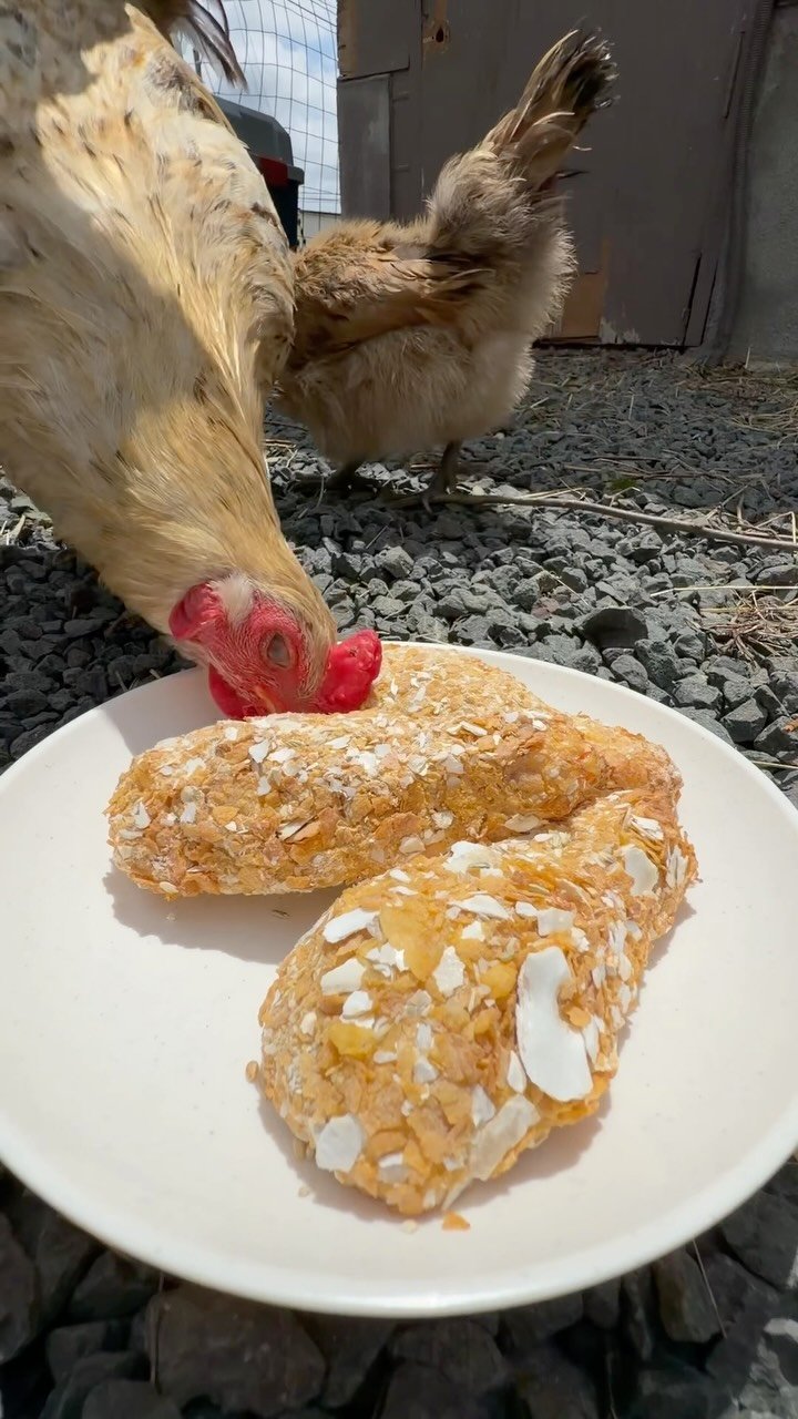 bayashi_tv 게시물 이미지: Fried Chicken for Chickens 🐓🍗