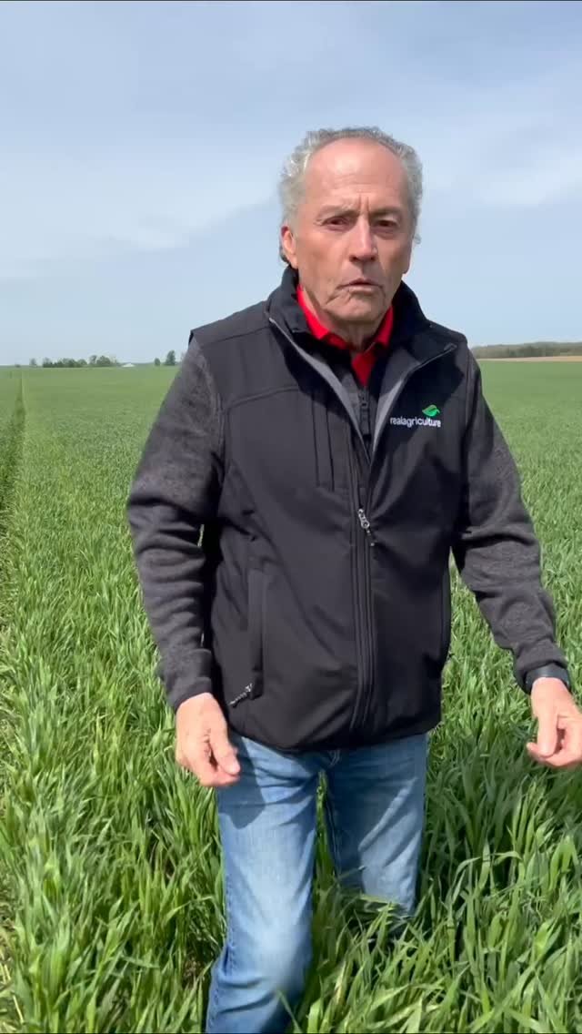 bayer4cropsca 게시물 이미지: Yellow death is back! Stripe rust in this...