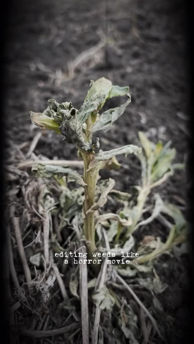 bayer4cropsca 게시물 이미지: Spookiest thing in our camera roll for sure...