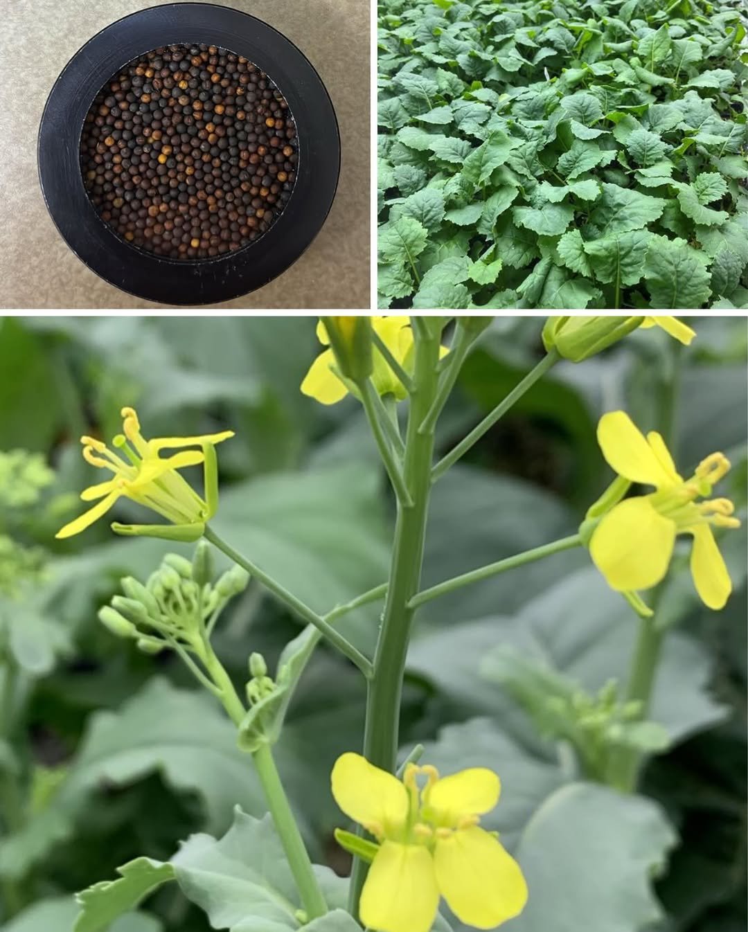 bayer4cropsca 게시물 이미지: We’re making moves to help Canadian...