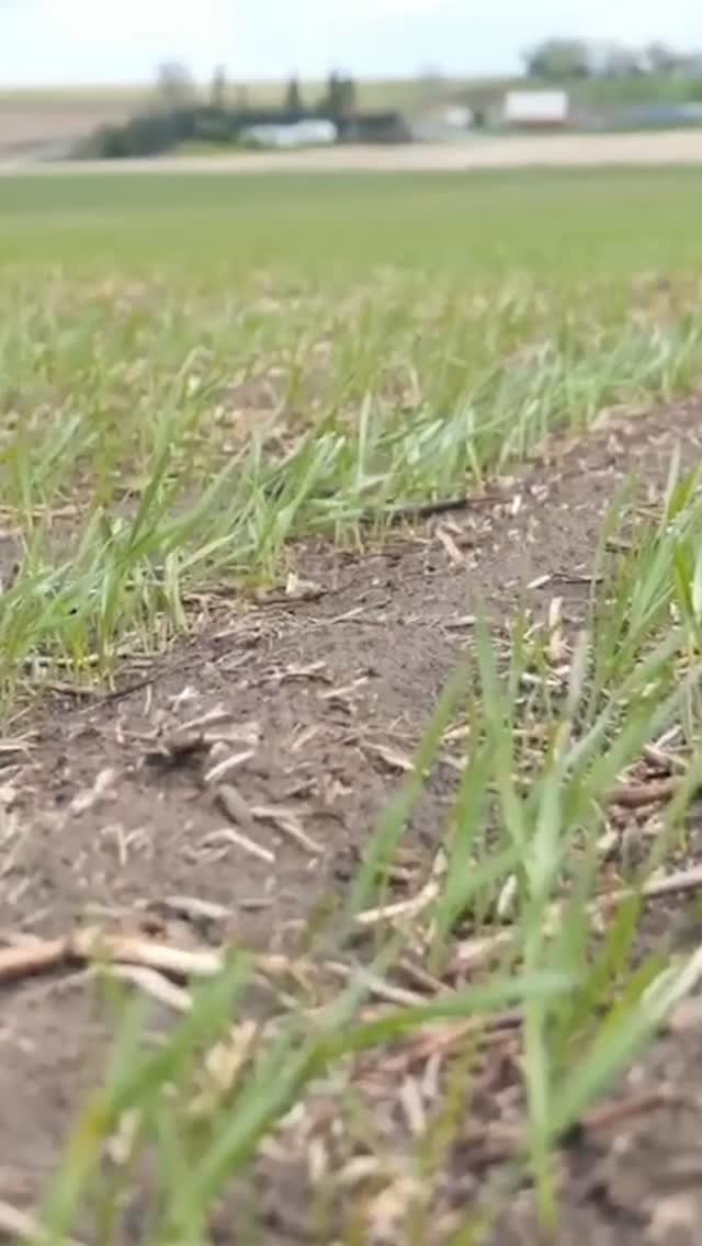 bayer4cropsca 게시물 이미지: Getting your wheat ready for seeding? Step 1:...