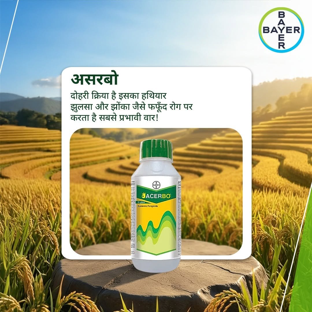 bayercropscienceindia 게시물 이미지: झुलसा और झोंका जैसे फफूँद रोग जड़ों और...