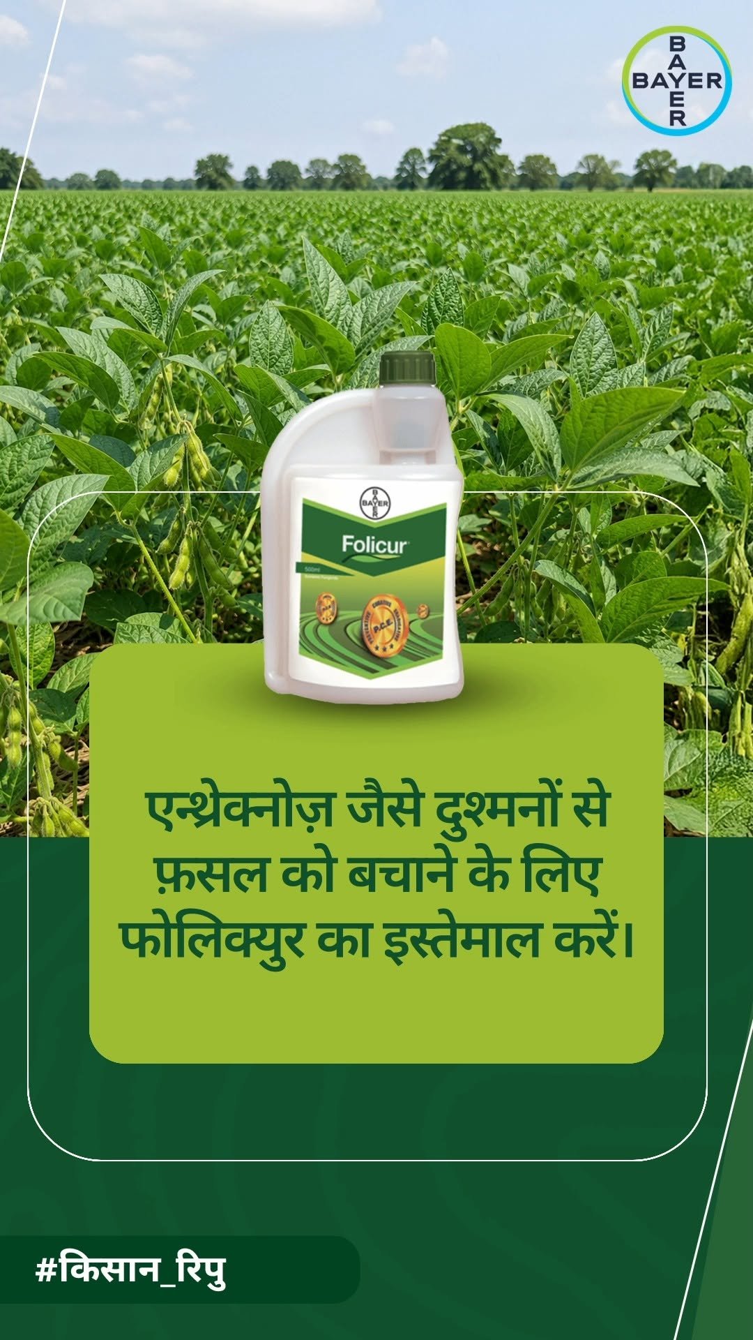 bayercropscienceindia 게시물 이미지: जानिए सोयाबीन में कैसे करें एन्थ्रेक्नोज़ रोग...