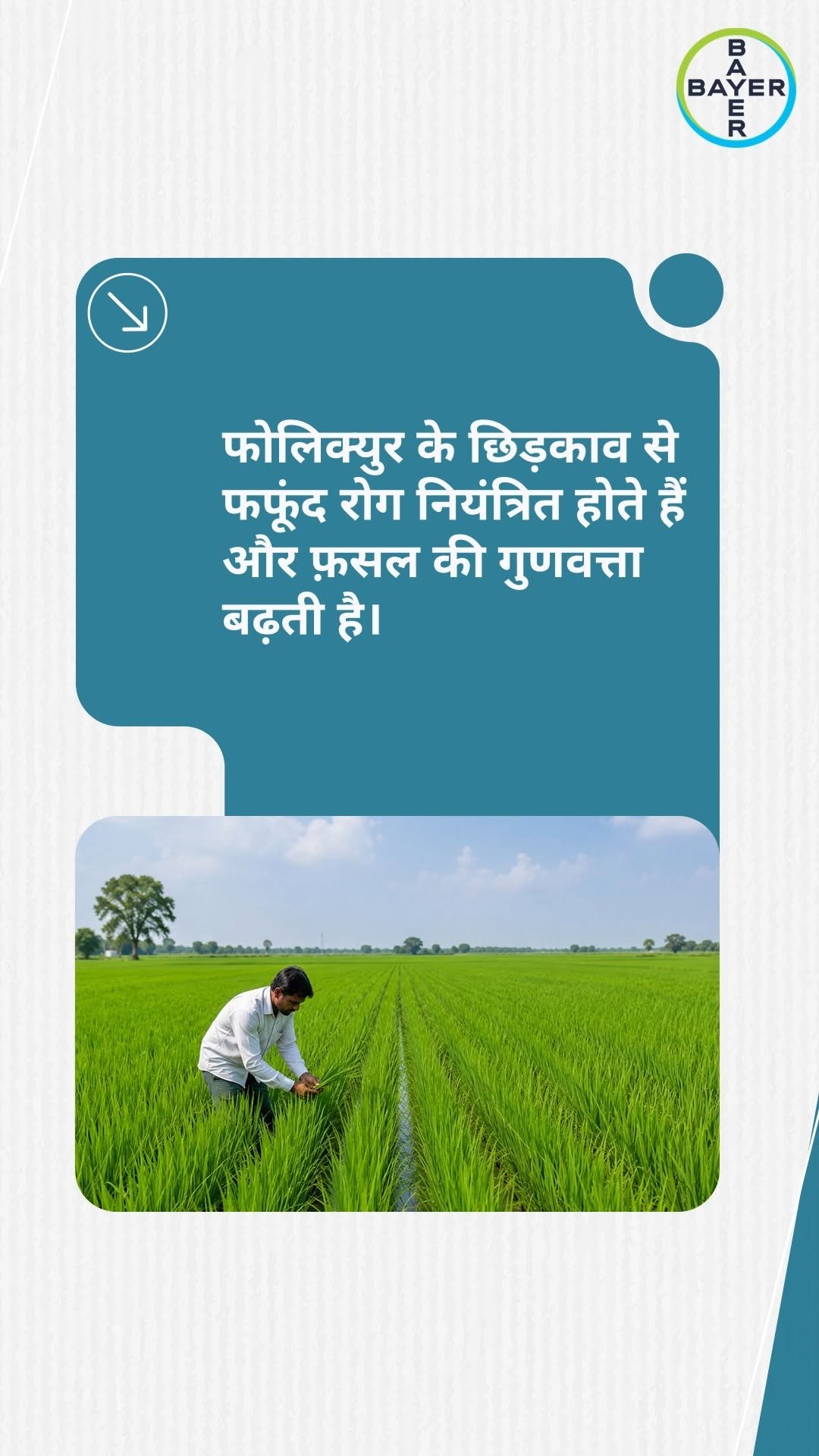 bayercropscienceindia 게시물 이미지: क्या है धान में झोंका रोग के लक्षण और उसका...