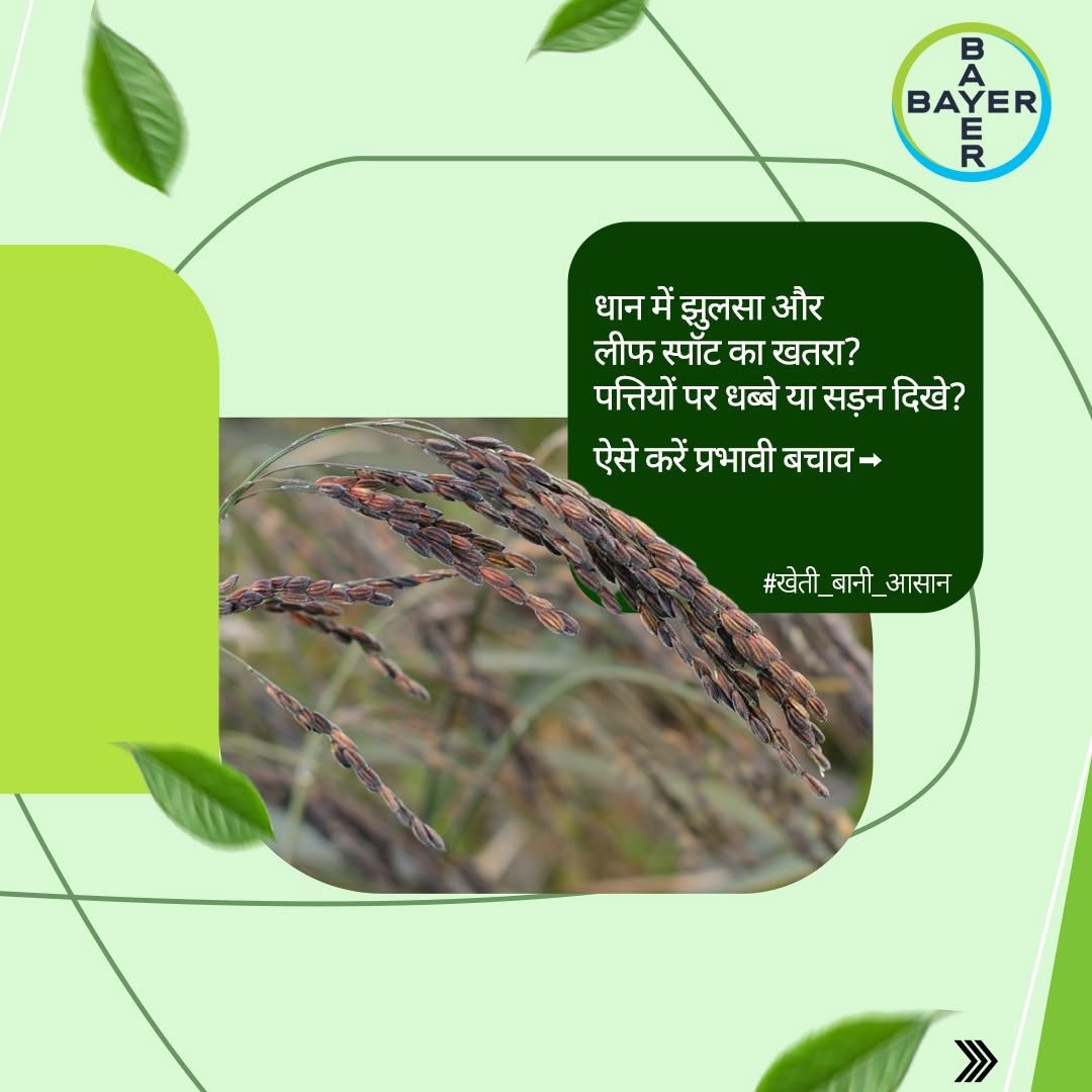 bayercropscienceindia 게시물 이미지: बारिश से पहले धान की फ़सल झुलसा और लीफ स्पॉट...