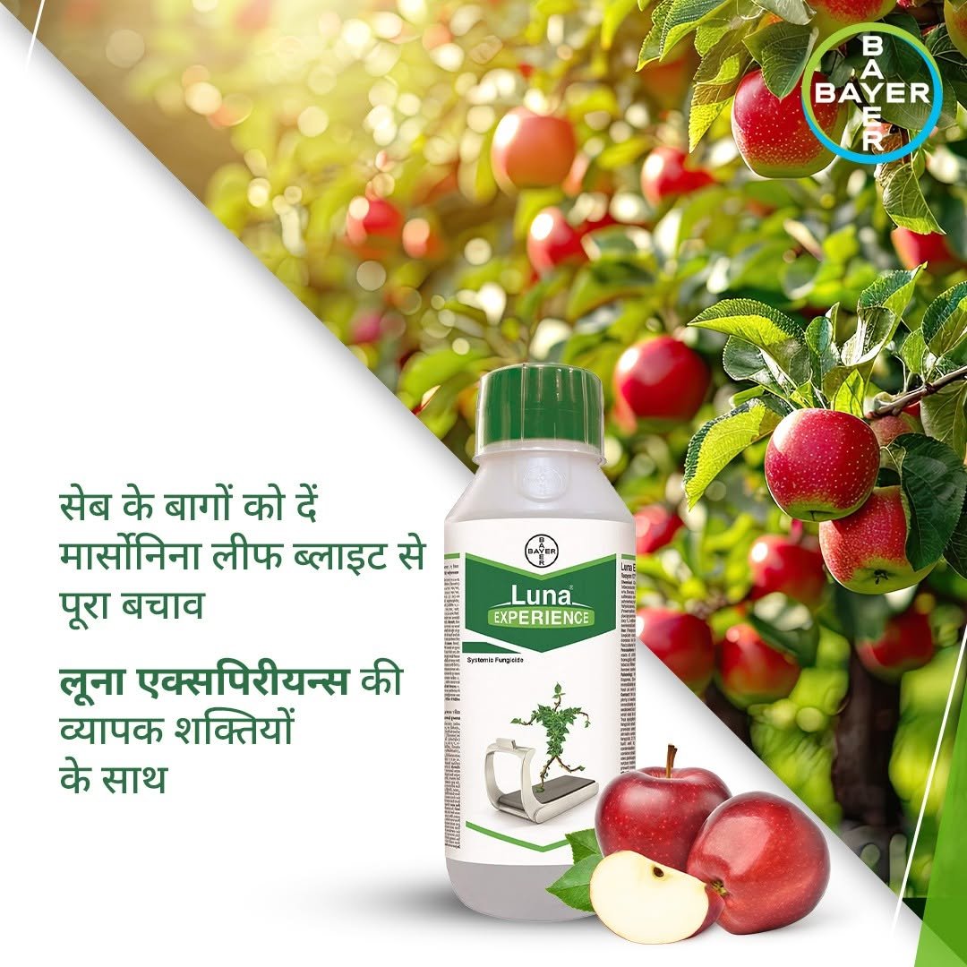 bayercropscienceindia 게시물 이미지: मार्सोनिना लीफ ब्लाइट जैसे फफूंद रोग सेब की...
