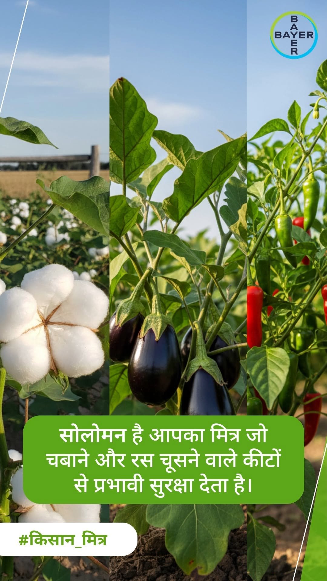 bayercropscienceindia 게시물 이미지: चबाने और चूसने वाले कीटों से बचाव का किफायती व...