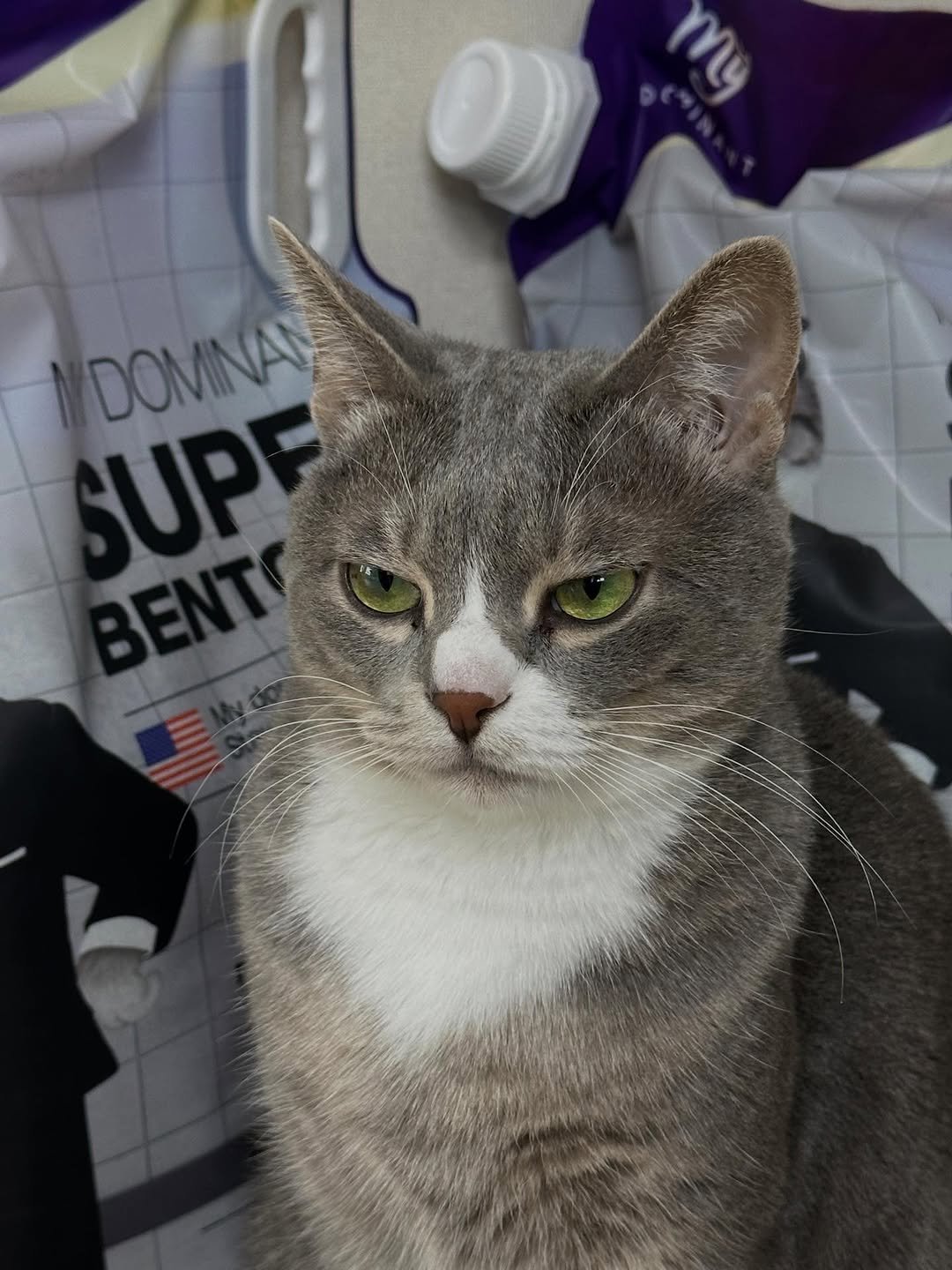 Photo by 이불왕자 조먼지 on December 12, 2025. May be an image of tortoiseshell cat, kitten, Abyssinian cat and text that says 'U C DOMINAN UPF'.