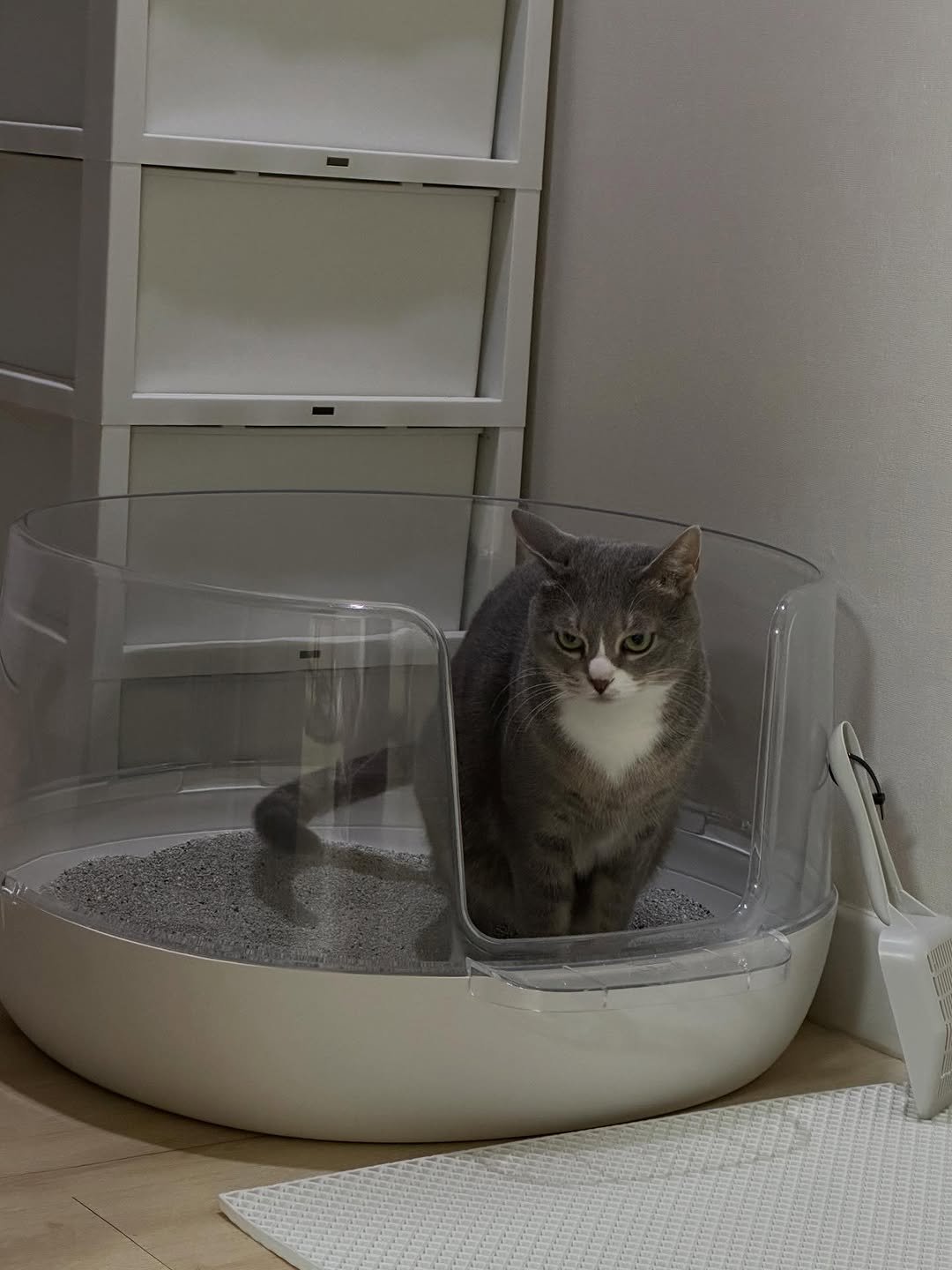 Photo shared by 이불왕자 조먼지 on January 11, 2026 tagging @my_dominant_cats, and @mydominant_official. May be an image of tortoiseshell cat, Abyssinian cat, kitten and text.