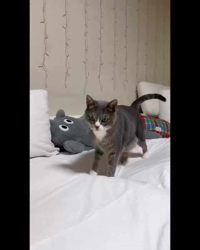 bb_meonji 게시물 이미지: #광고🎁

 먼지가 사용한 페스룸 스마트 네일 클리퍼 제품은
안전한 원형 가이드가...