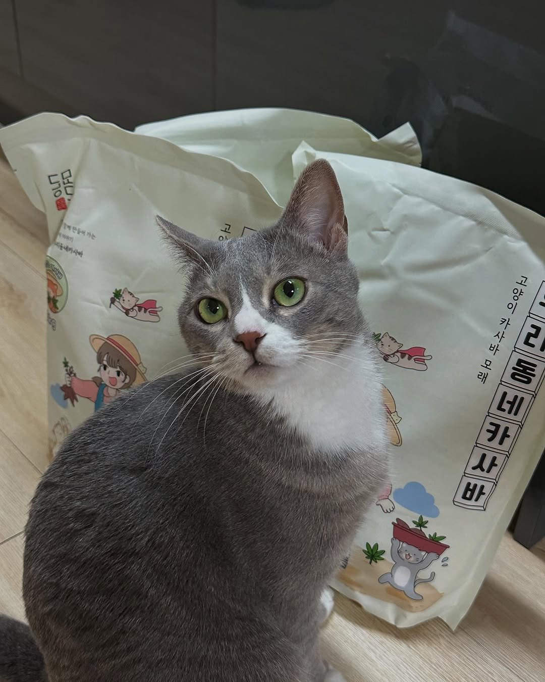 Photo shared by 이불왕자 조먼지 on July 30, 2025 tagging @winsomecorp_official. May be an image of Abyssinian cat, kitten, petfood and text.