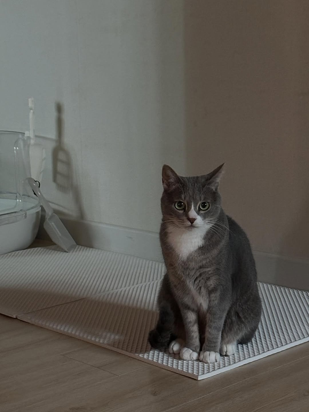 Photo by 이불왕자 조먼지 on November 08, 2025. May be an image of kitten, Abyssinian cat, bathmat, dustpan and text.